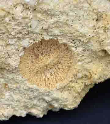 Solitair koraal uit het Boven-Krijt van Zuid-Limburg. Koraaldoorsnede 2,3 cm.