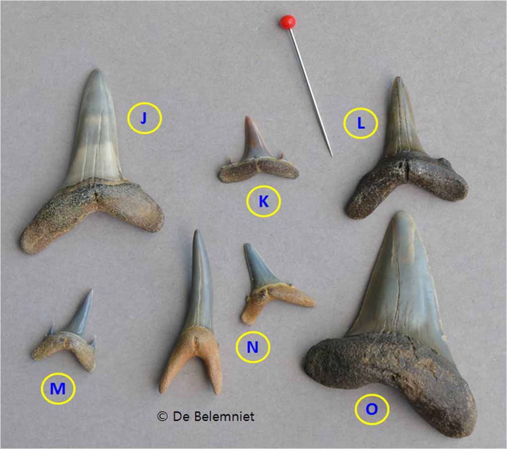 fossile Haizähnen