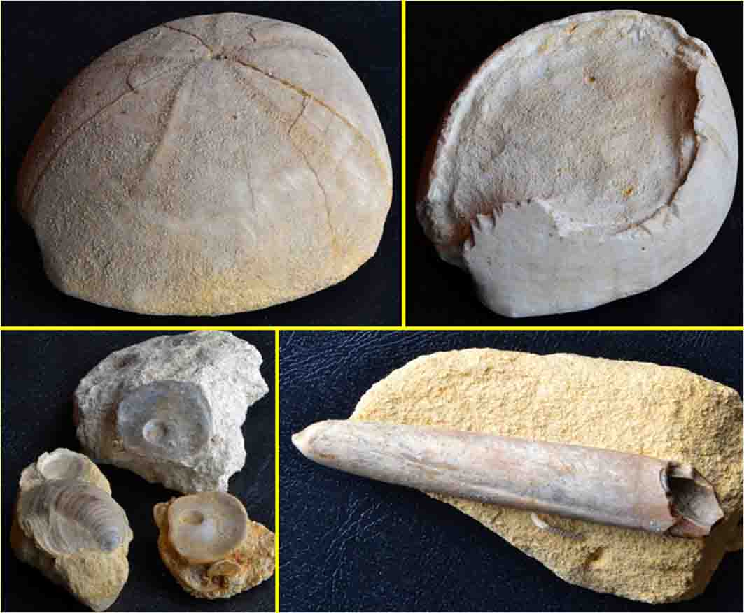 fossielen krijtperiode Zuid-Limburg