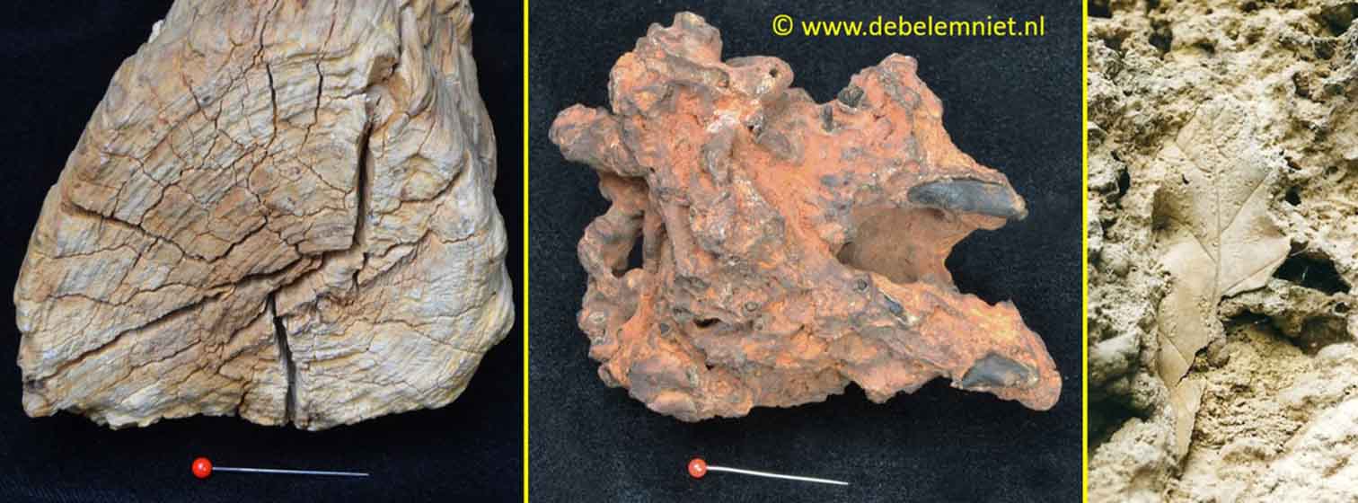 fossiel hout - versteend hout