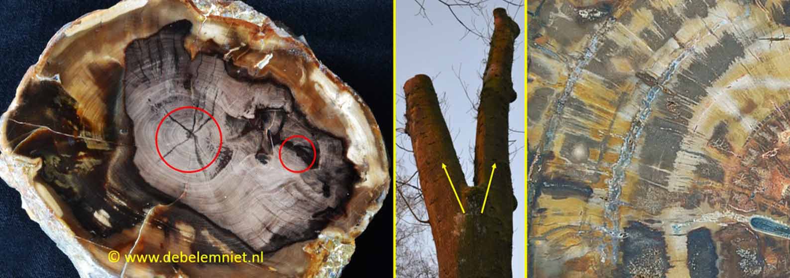 fossiel hout - versteend hout