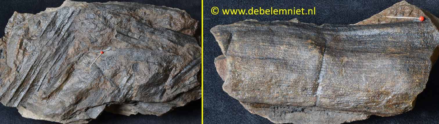 fossiel hout Carboon - fossiele planten