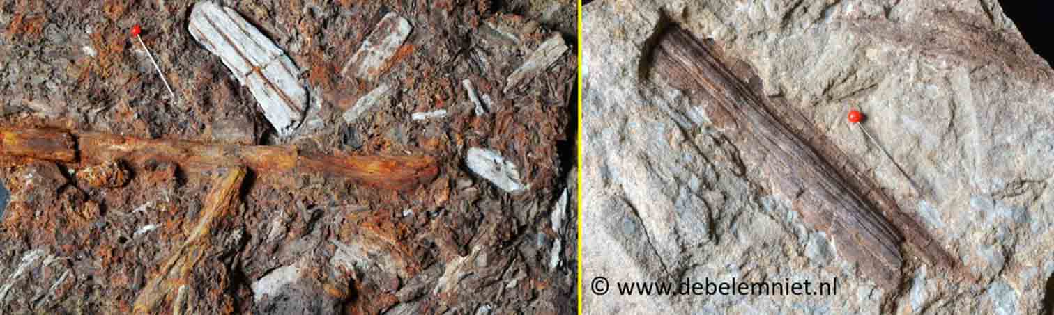 fossiel hout Boven-Krijt - fossiel hout Trias