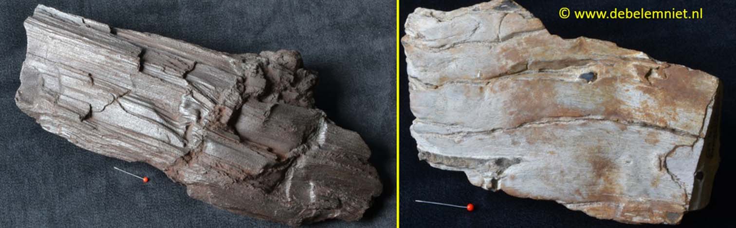 fossiel hout - versteend hout