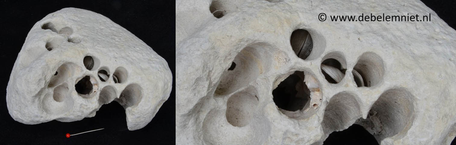 boormosselen in kalksteen