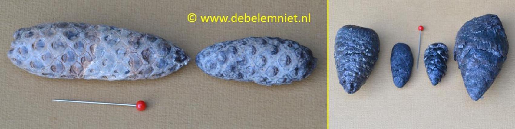 fossiele dennenappels versteende dennenappels