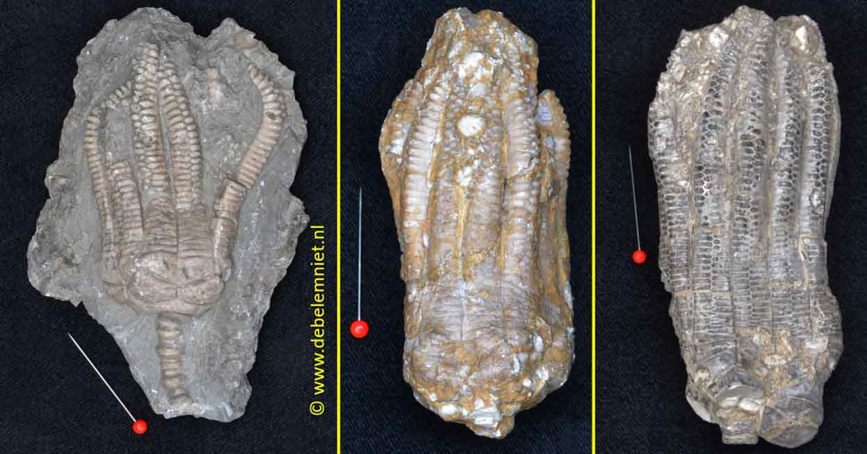 Fossile Seelelien Crinoïden Trias