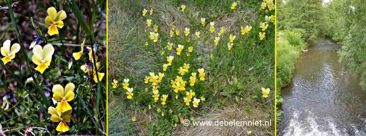 Geul zinkviooltjes Plombières