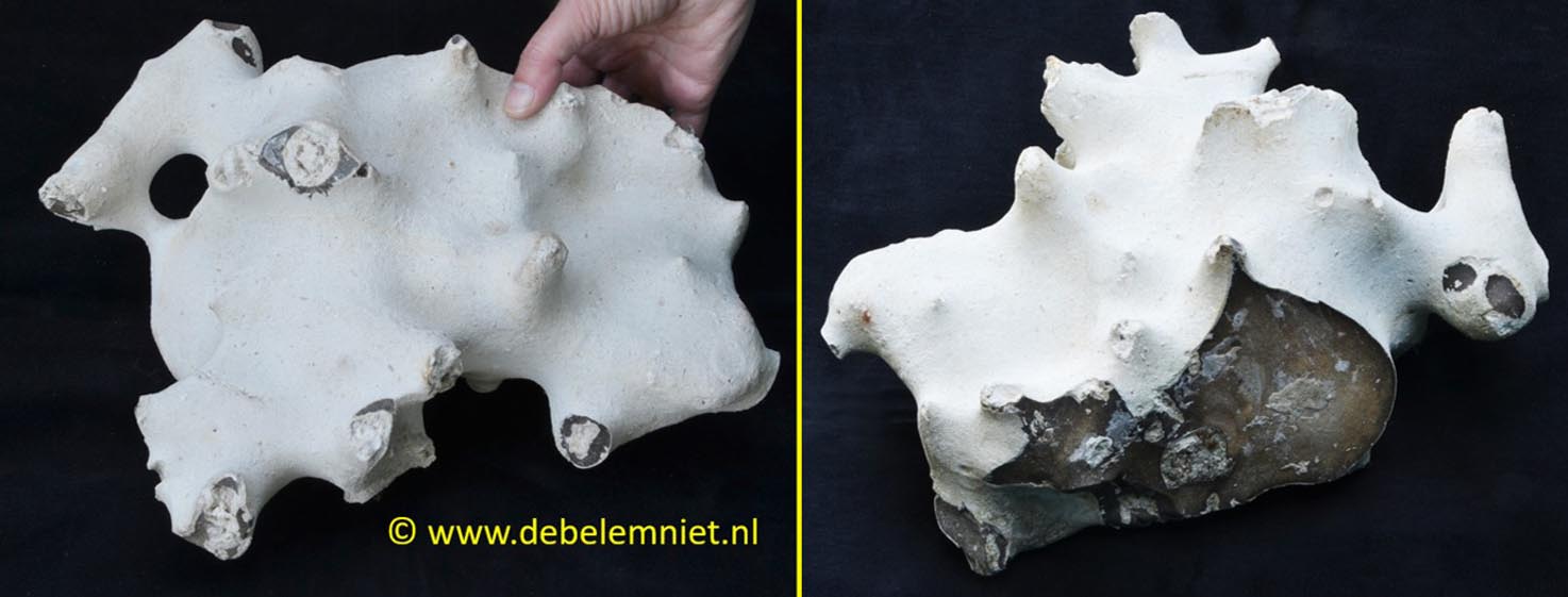 vuursteen vuursteenknol