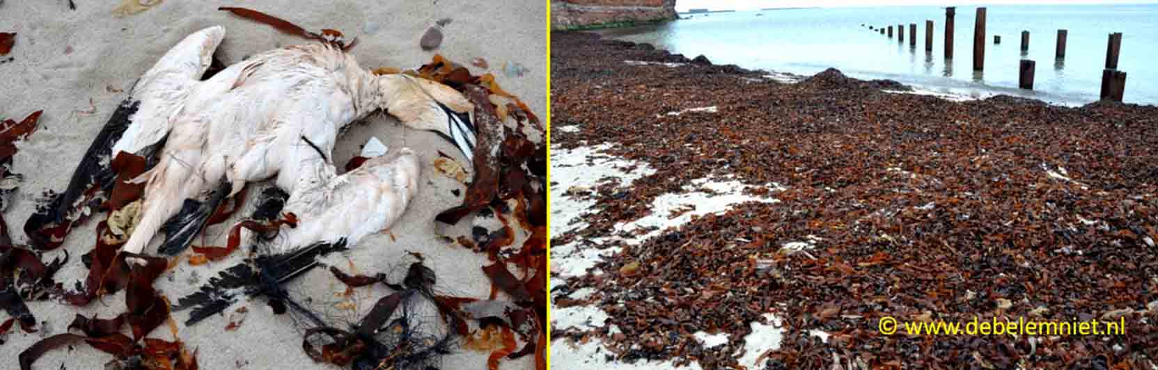 Helgoland - Jan van Gent slachtoffer plastic