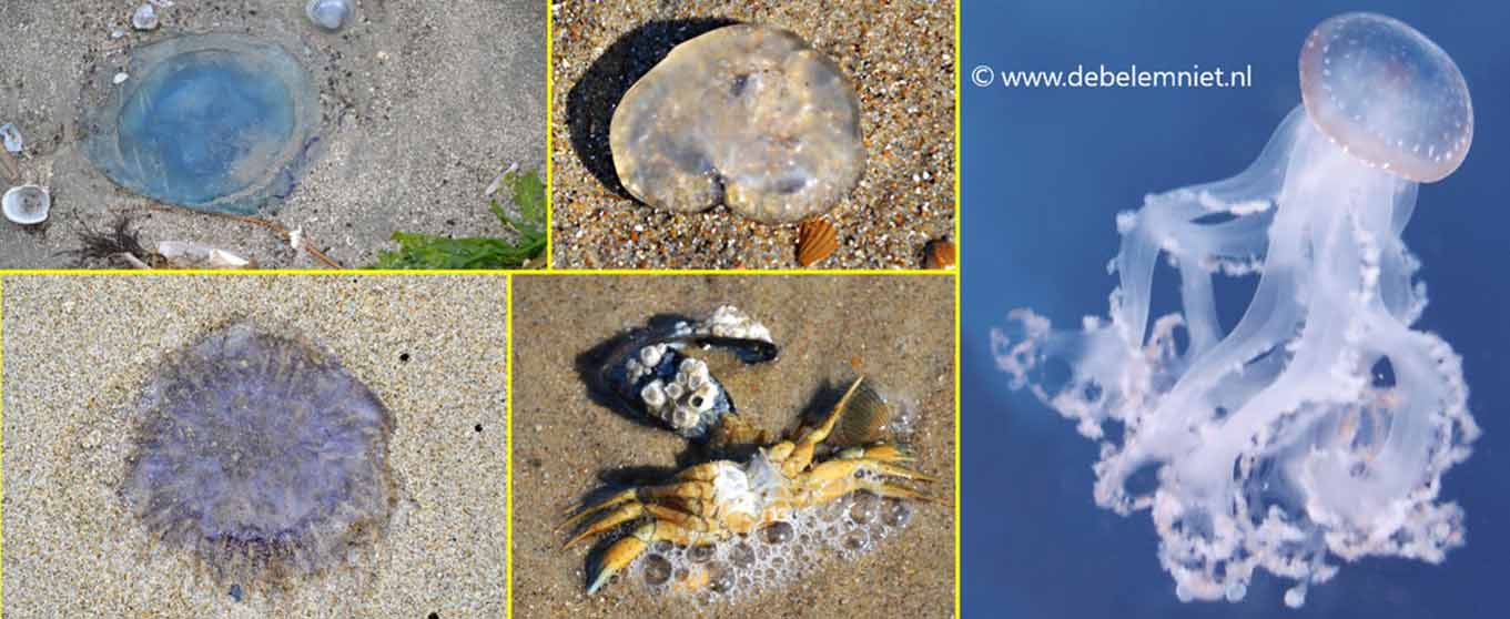 fossielen kwallen fossiliseren