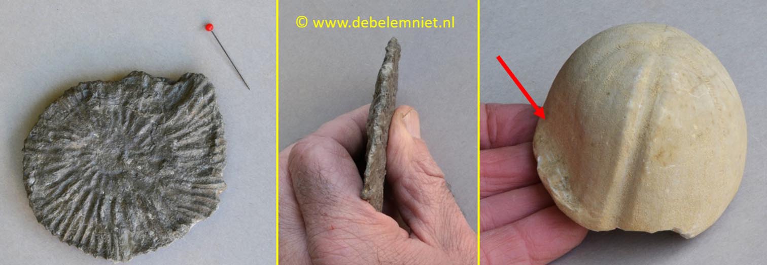 fossielen fossiliseren ammoniet zee-egel