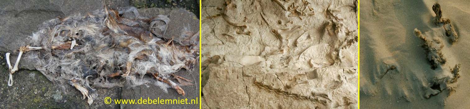 fossielen fossiliseren dode rat dinosaurusbotten