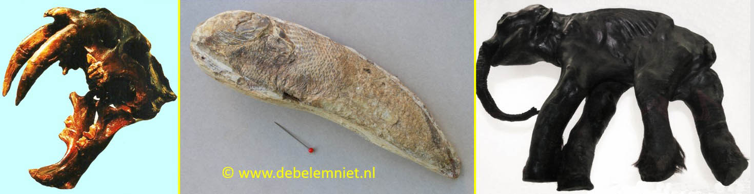 sabeltandtijger mammoetkalf Dima