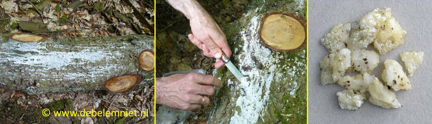houtteer en pek uit hars prehistorische lijm