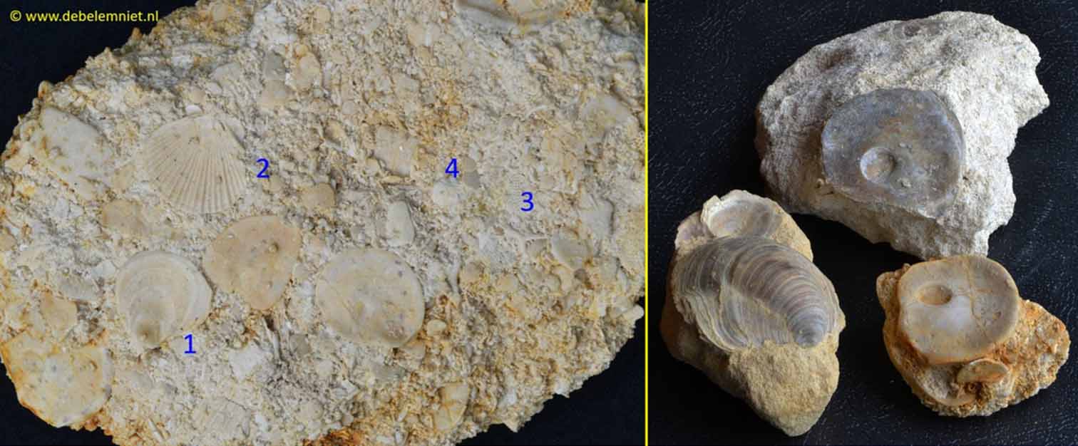 oester Acutostrea uncinella
