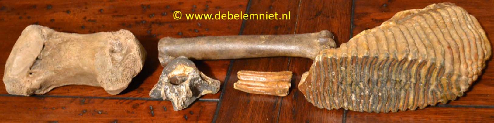Pleistocene dieren op Noordzeebodem Weichselien