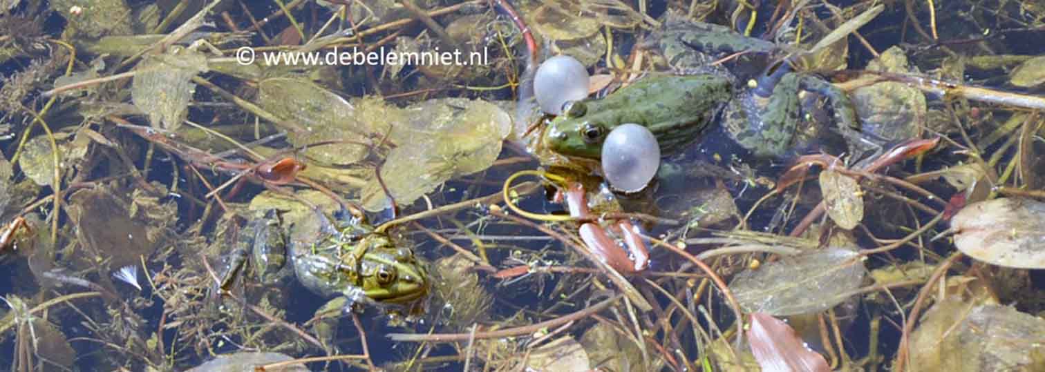 groene kikkers kwaakblazen