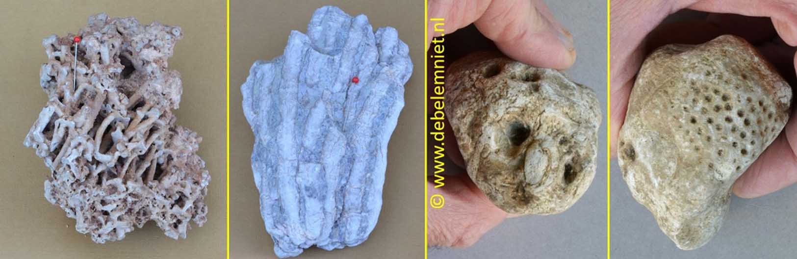 travertijn - fossiel koraal Devoon